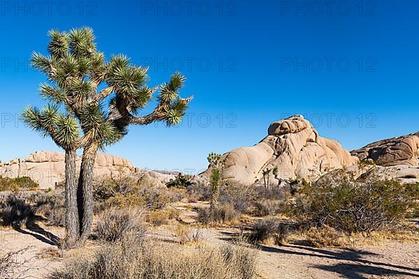 Joshua trees in the Joshua Tree National Park, California