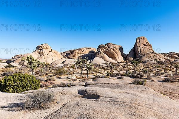 Joshua trees in the Joshua Tree National Park, California