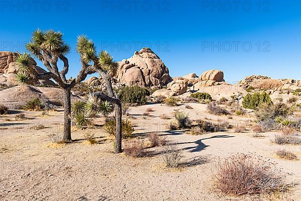 Joshua trees in the Joshua Tree National Park, California