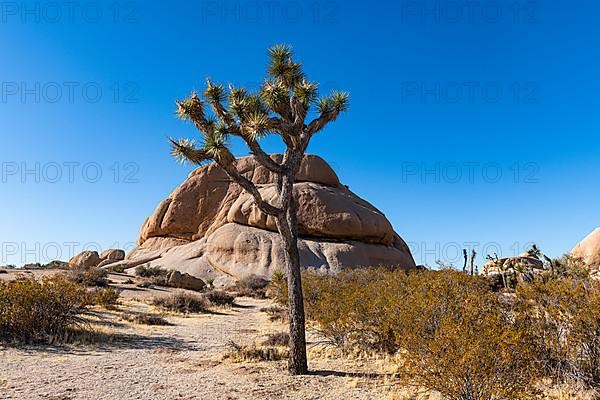 Joshua tree in the Joshua Tree National Park, California