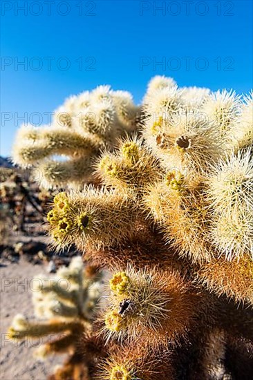 Cholla Cactus Garden, Joshua Tree National Park