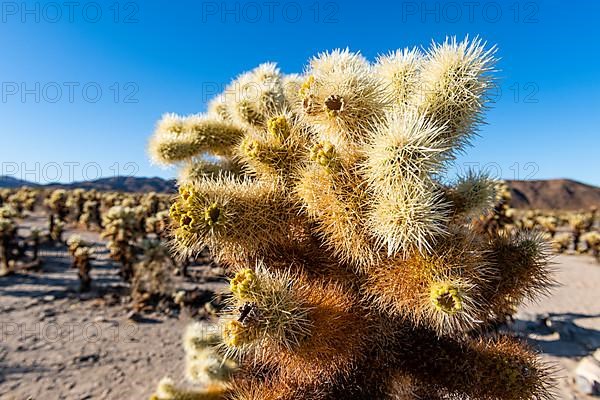 Cholla Cactus Garden, Joshua Tree National Park