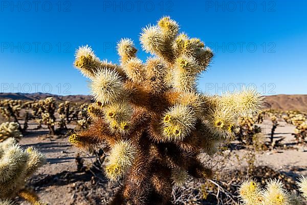 Cholla Cactus Garden, Joshua Tree National Park