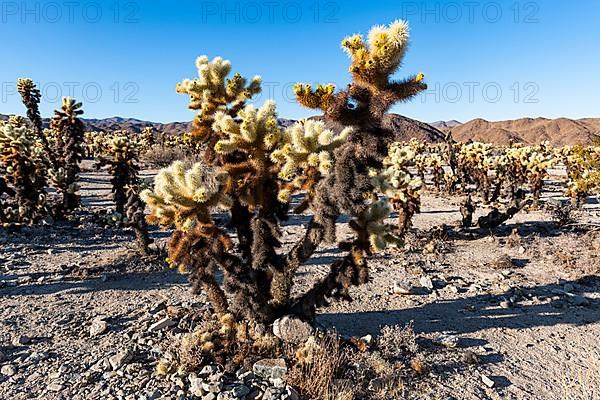 Cholla Cactus Garden, Joshua Tree National Park