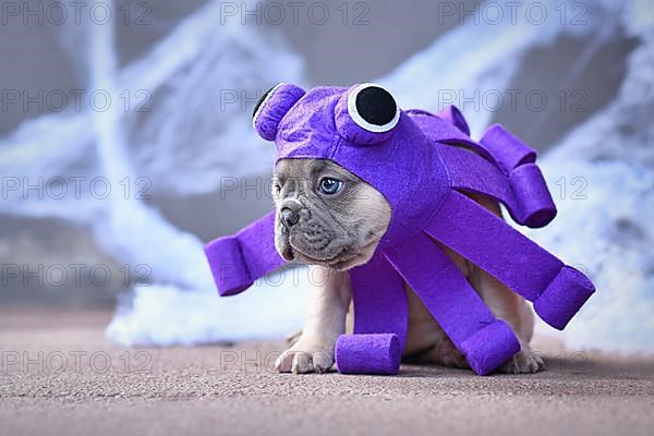 Funny French Bulldog puppy wearing Halloween octopus dog costume with funny eyes in front of spooky background with spiderwebs,