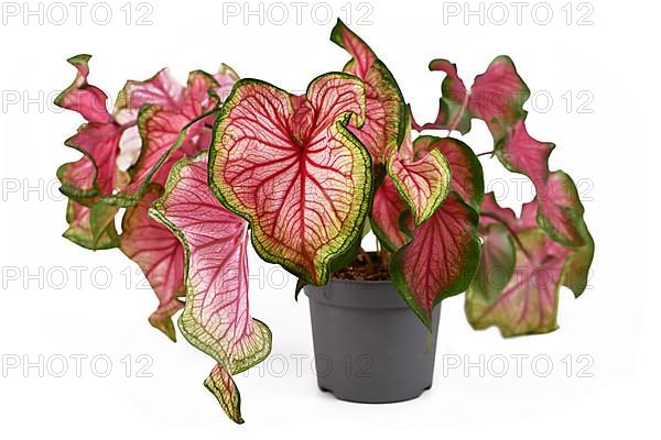 Exotic Caladium Florida Sweetheart plant with beautiful pink and green leaves on white background,