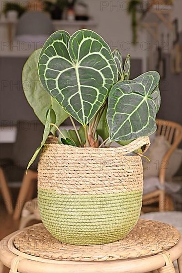Tropical 'Anthurium Clarinervium' houseplant with white lace pattern veins in basket pot,