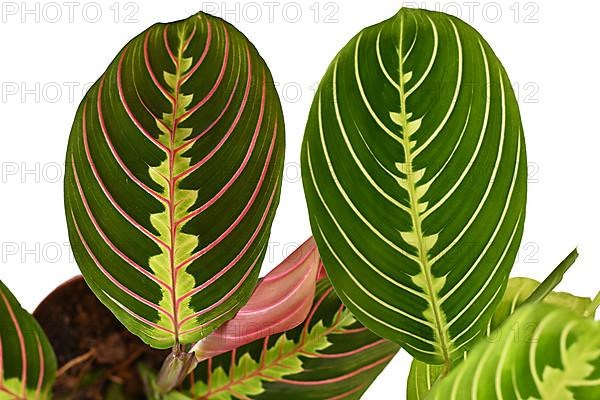 Comparison between red veined Maranta Leuconeura Fascinator and green veined Maranta Leuconeura Lemon Lime houseplant on white background,