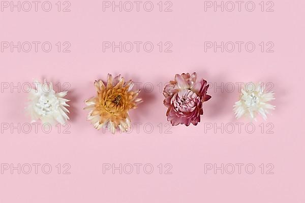 Dried cornflowers in a row on pink background,