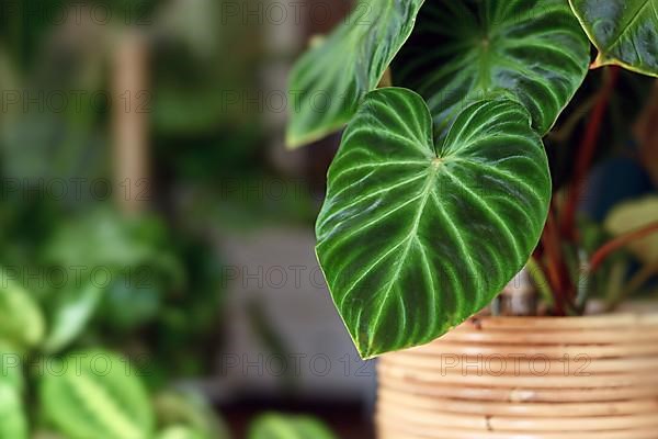 Close up of exotic Philodendron Verrucosum houseplant with dark green veined velvety leaves in flower pot,