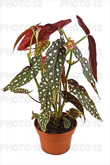 Tropical Begonia Maculata houseplant with white dots in flower pot isolated on white background,