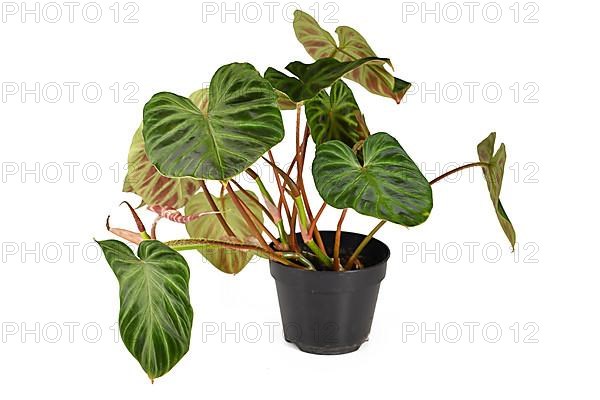 Potted 'Philodendron Verrucosum' houseplant with dark green veined velvety leaves solated on white background,