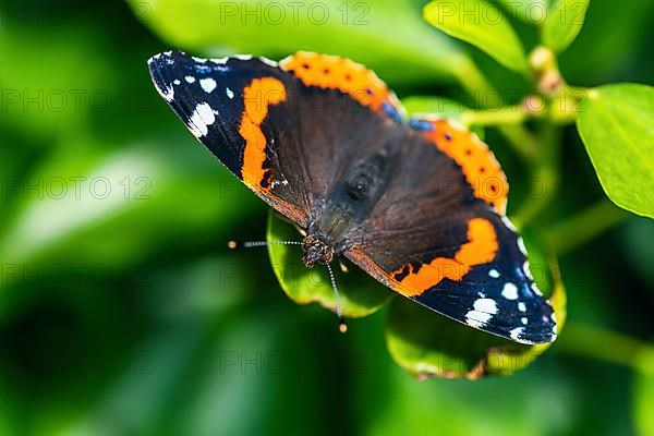 Red Admiral,