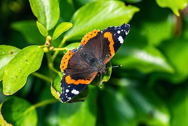 Red Admiral,