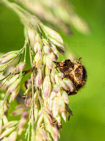 Summer Chafer,