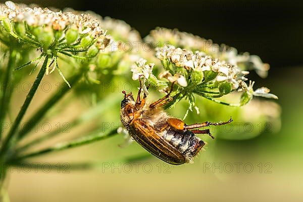 Summer Chafer,