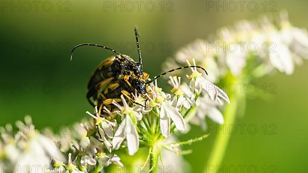 Spotted Longhorn,