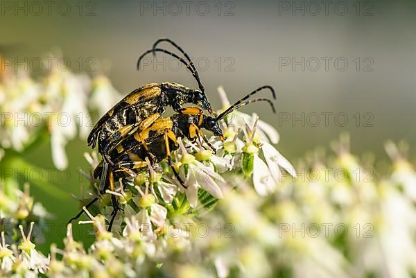 Spotted Longhorn,