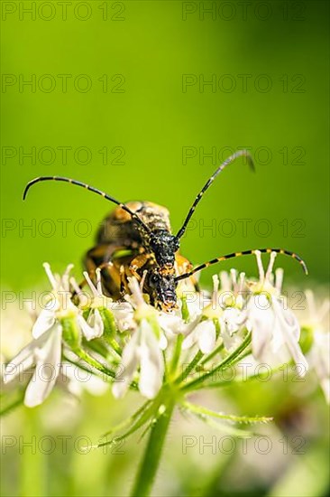 Spotted Longhorn,