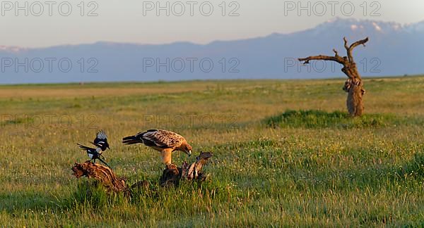 Young Spanish Imperial Eagle,