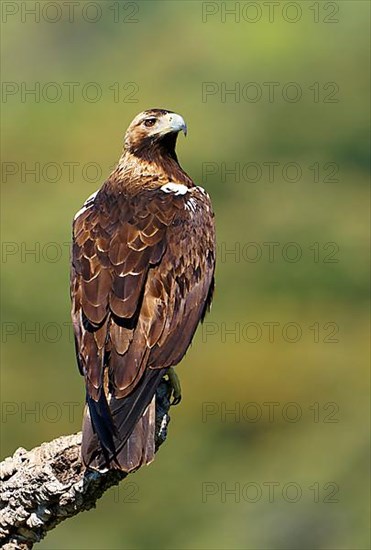 Spanish imperial eagle,