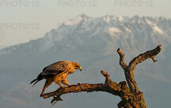 Young Spanish Imperial Eagle,