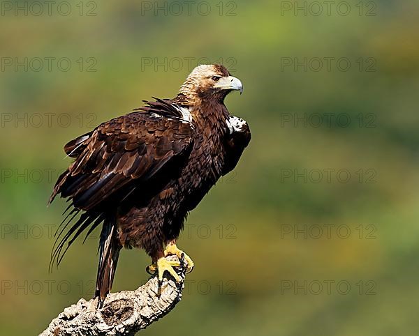 Spanish imperial eagle,