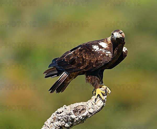 Spanish imperial eagle,