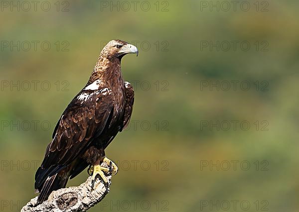 Spanish imperial eagle,