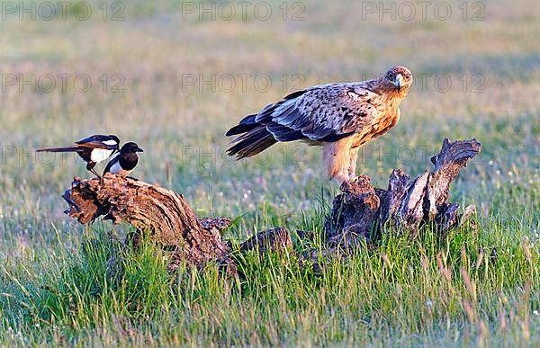 Young Spanish Imperial Eagle,