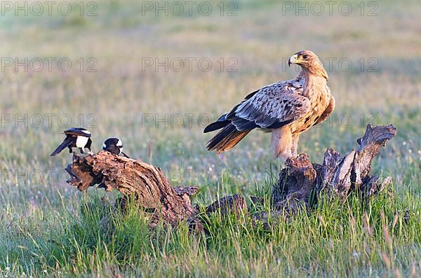 Young Spanish Imperial Eagle,