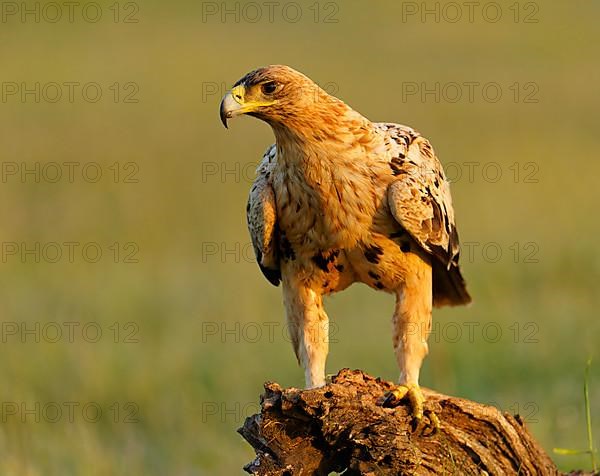 Young Spanish Imperial Eagle,