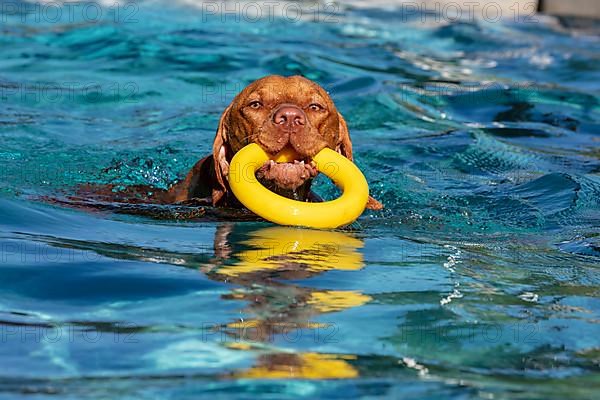 Young male Vizsla swimming after a ring, Wisen