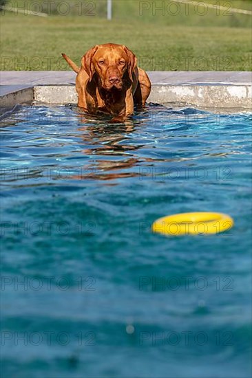 Young male Vizsla swimming after a ring, Wisen