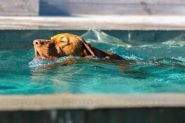 Vizsla, young male swimming in a pool
