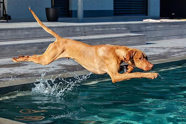 Vizsla, young male