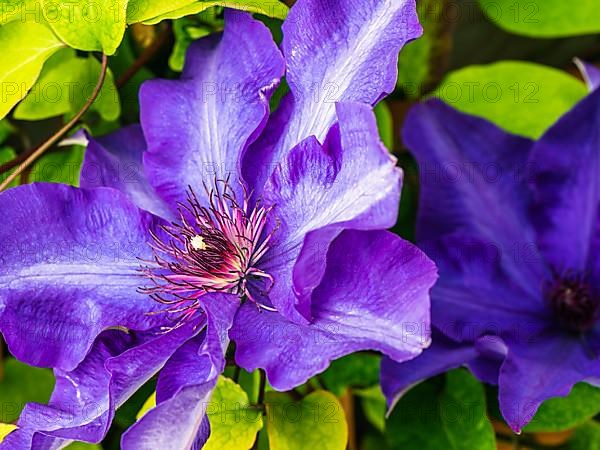 Purple Clematis Flower, Devon