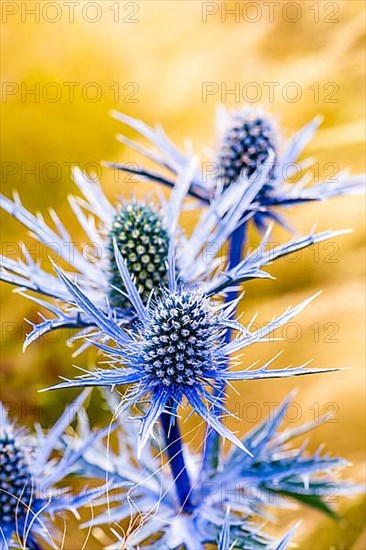 Blue Hobbit, Sea Holly