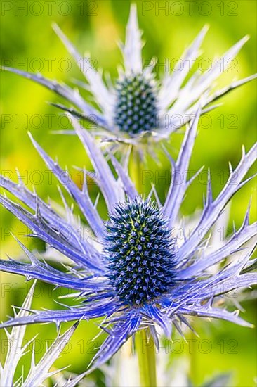 Blue Hobbit, Sea Holly