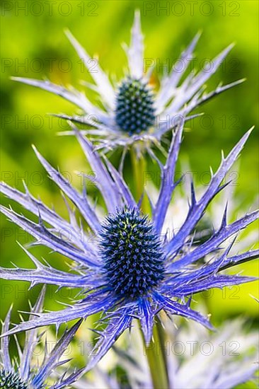 Blue Hobbit, Sea Holly