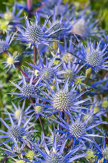 Blue Hobbit, Sea Holly