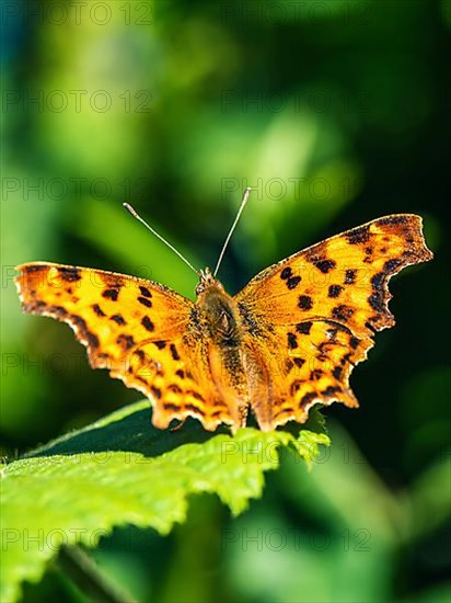 Comma,