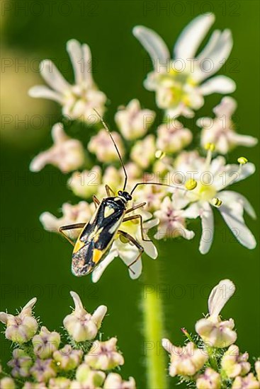 Mirid Bug, Grypocoris stysi on white flowers