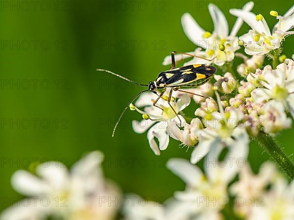 Mirid Bug, Grypocoris stysi on white flowers