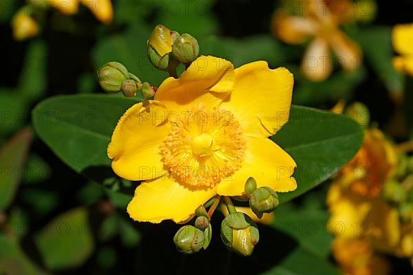 Yellow St. John's wort, Germany