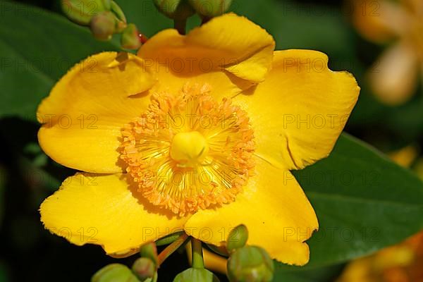 Yellow St. John's wort, Germany