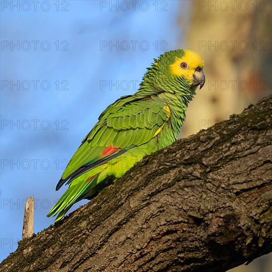 Yellow-headed Amazon,