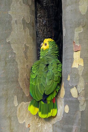 Yellow-headed Amazon,