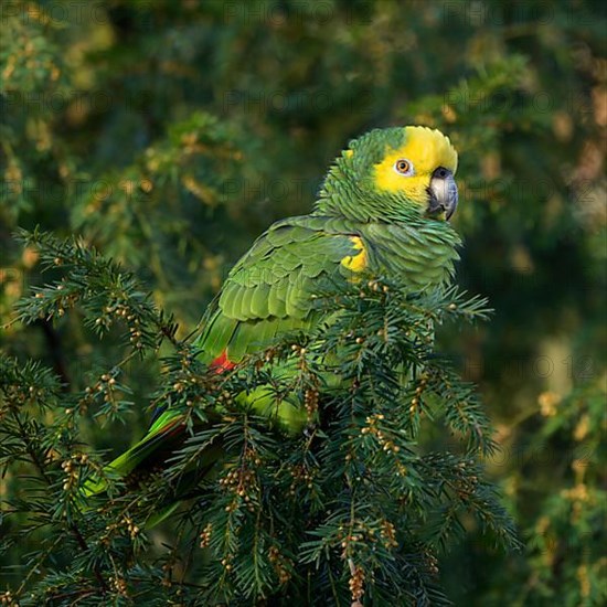 Yellow-headed Amazon,