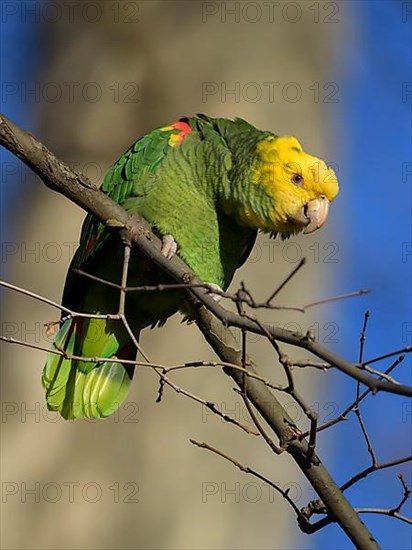 Yellow-headed Amazon,